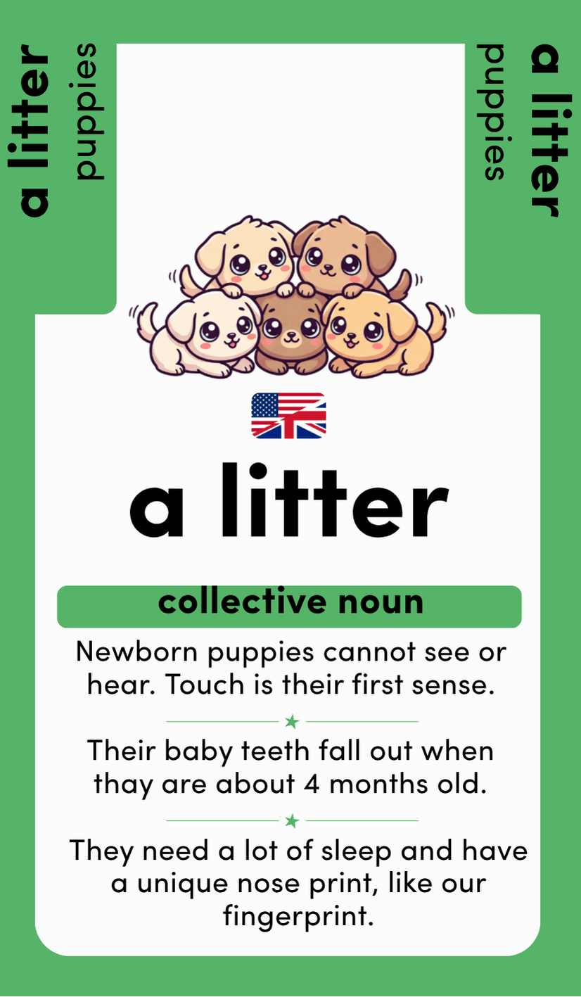 Collectively Known: Land, Sky & Sea: 26 Collective Nouns