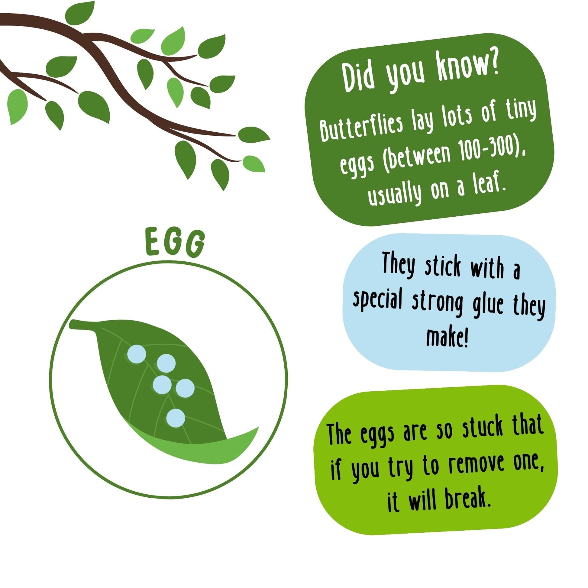 Promotional graphic for an educational book titled 'Did You Know? Butterflies Lay Lots of Eggs (Between 100-300)', featuring a green leaf with butterfly and egg illustrations, and text excerpts from the book.